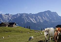 Panoramaaufnahme der Stepbergalm.