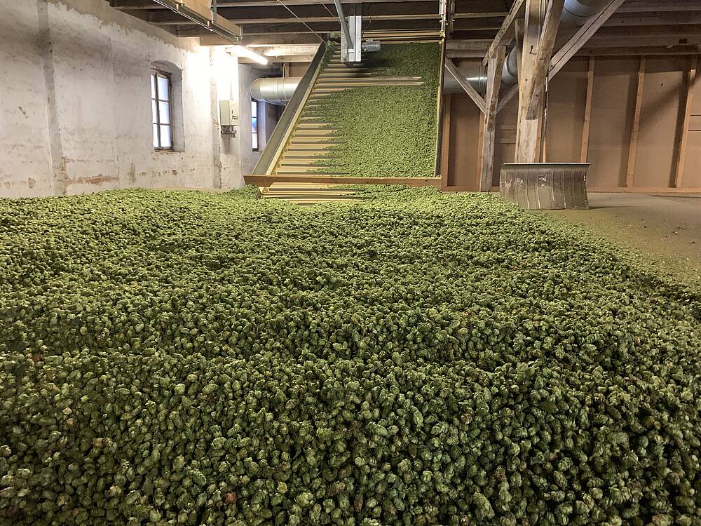 Hopfendolden lagern in der Hallertau auf einem Trockenboden.