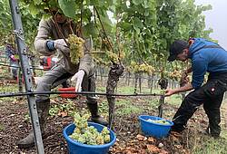 Weinlese im Escherndorfer Lump mit Michael Sauer.