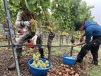 Weinlese im Escherndorfer Lump mit Michael Sauer.