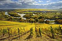 Weinberg im Escherndorfer Lump.