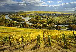 Weinberg im Escherndorfer Lump.