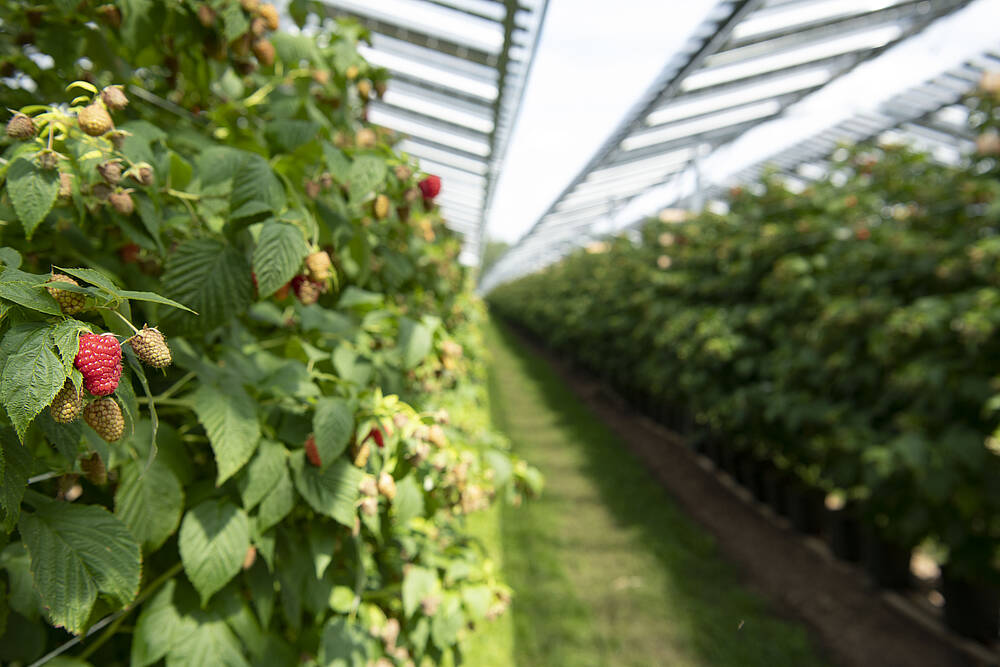 Himbeeren wachsen unter den Solarmodulen einer Agri-PV-Anlage.