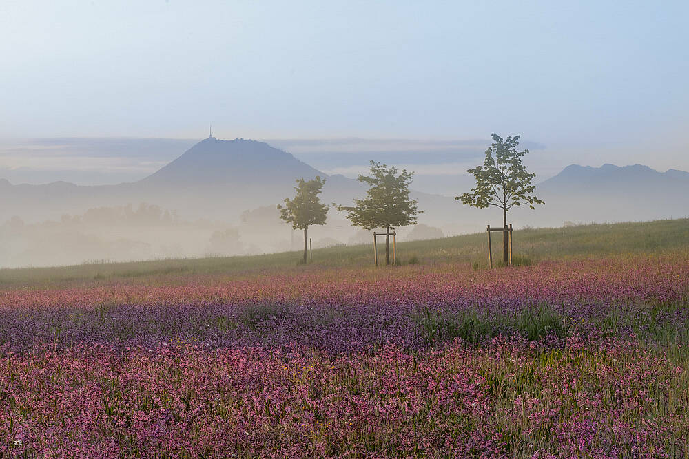 Eine Blumenwiese im Berchtesgadener Land mit Bergen im Hintergrund.