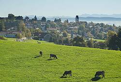 Blick auf Altusried im Allgäu mit einer Kuhweide im Vordergrund.