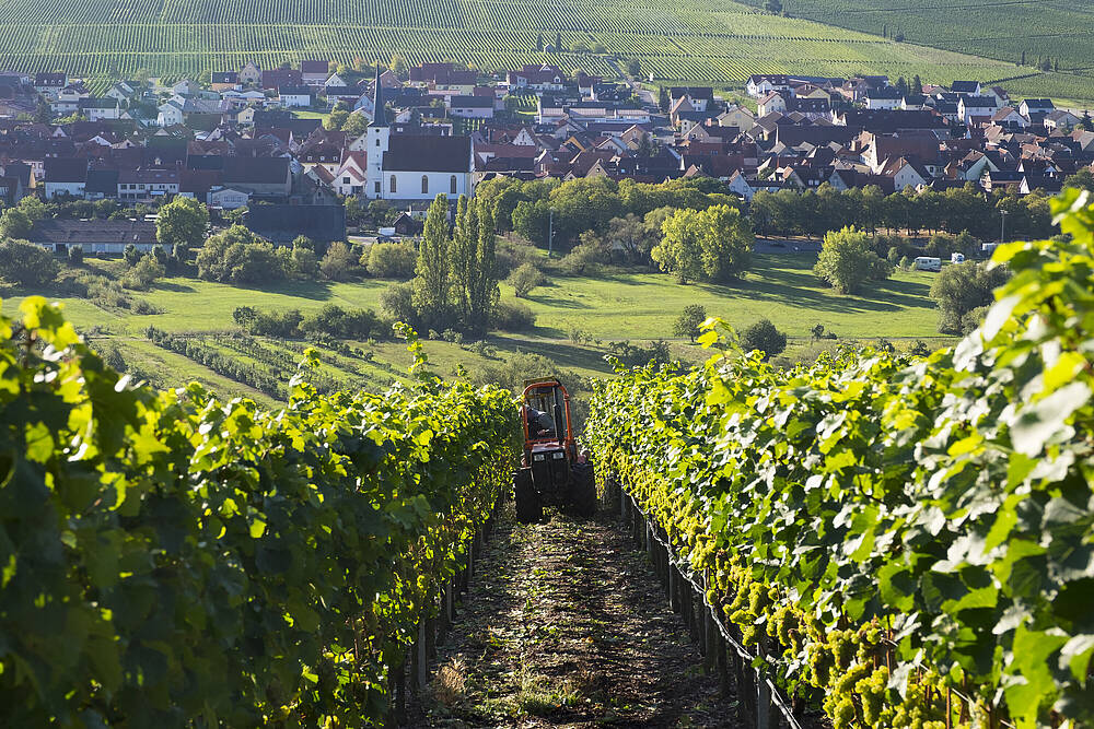 Weinernte in Unterfranken