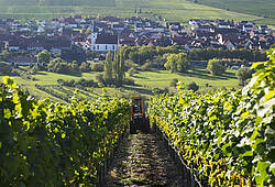 Weinlese in Unterfranken.