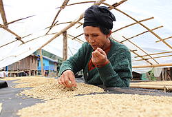 Eine Frau in Laos sortiert Kaffeebohnen.