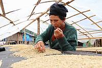 Eine Frau in Laos sortiert Kaffeebohnen.