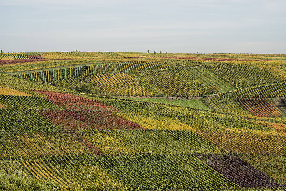 Blick auf das fränkische Weinland im Herbst.